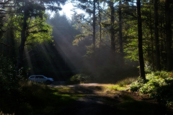 forest sunbeams early morning