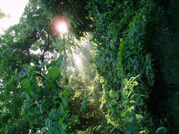 forest sunpeek