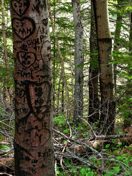 forest trees carved messages