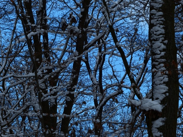 forest trees snowy