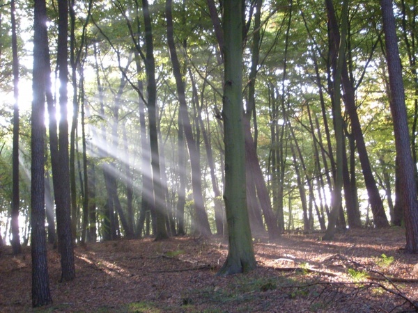 forest trees sunbeam