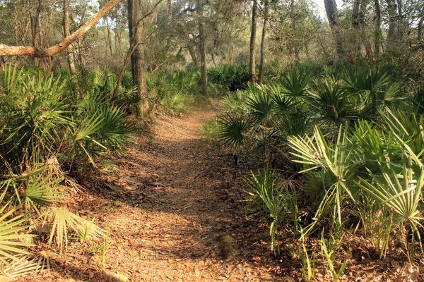 forest walkway at big shaols state park florida 