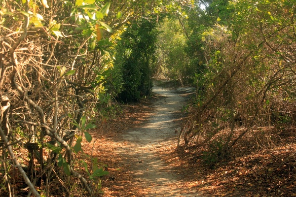 forest walkway at long key state park florida