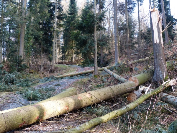 forest work wood casework tree trunks
