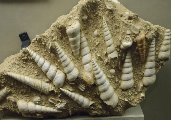 fossils of early shelled creatures 