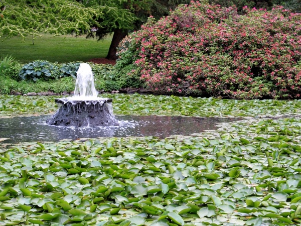fountain and lily pads