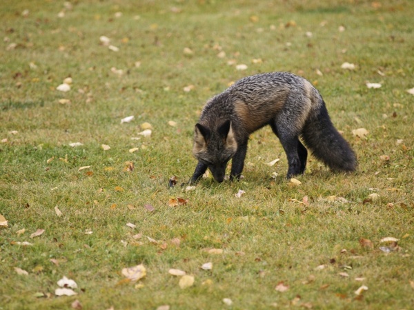 fox animal mammal