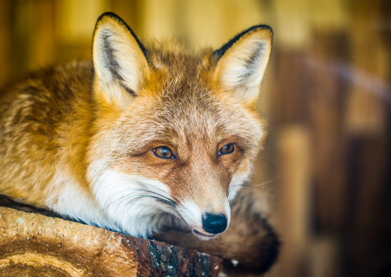 fox animal picture elegant face closeup 