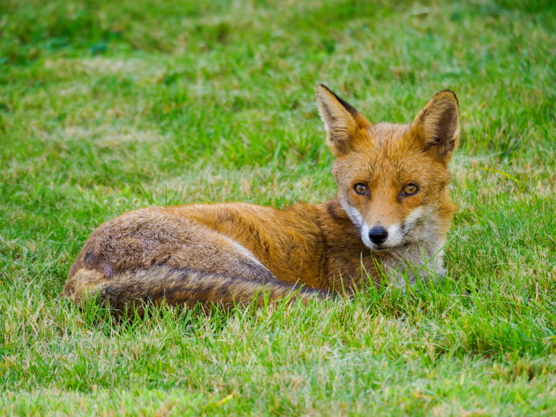 fox animal picture lying fox meadow