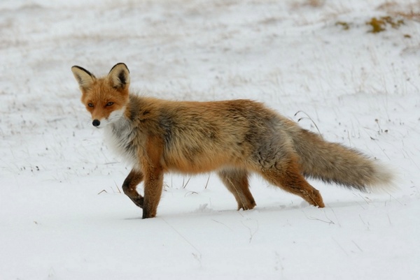fox red animal