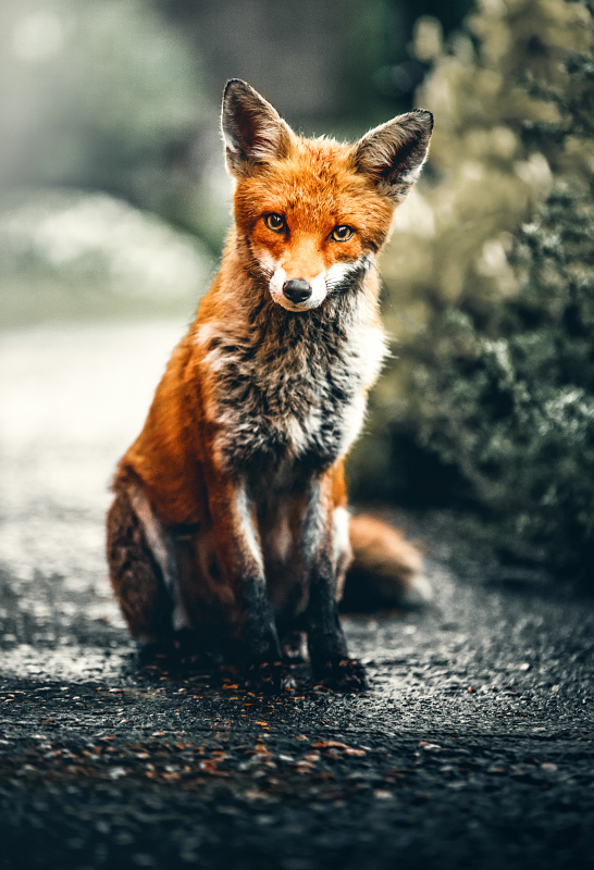 fox wild animal picture cute contrast