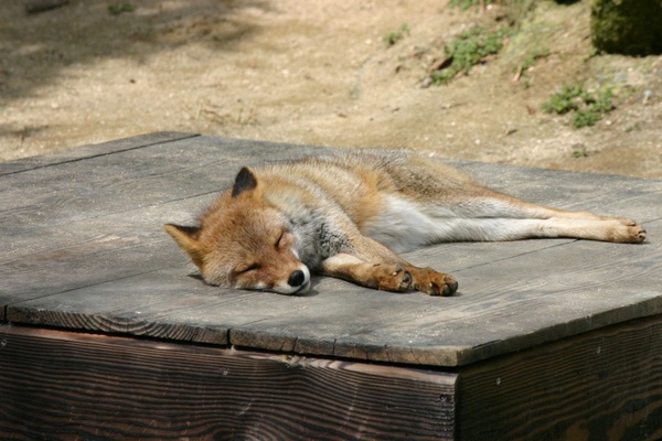 fox zoo animal 