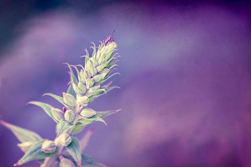 Foxglove flower backdrop picture contrast closeup scene 