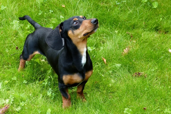 foxhound dog canine