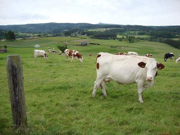 france cows cattle 