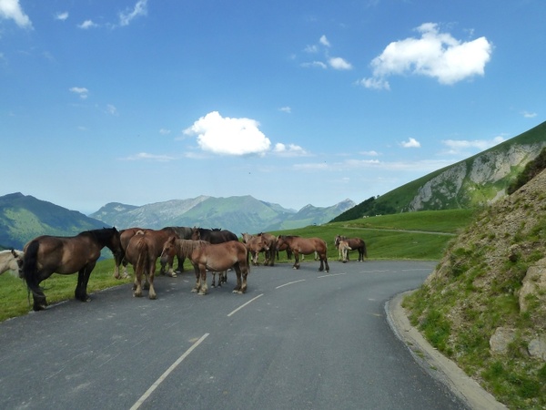 france road horses
