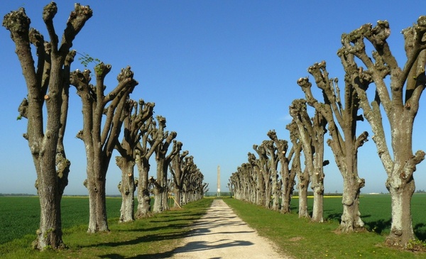 france trees cut