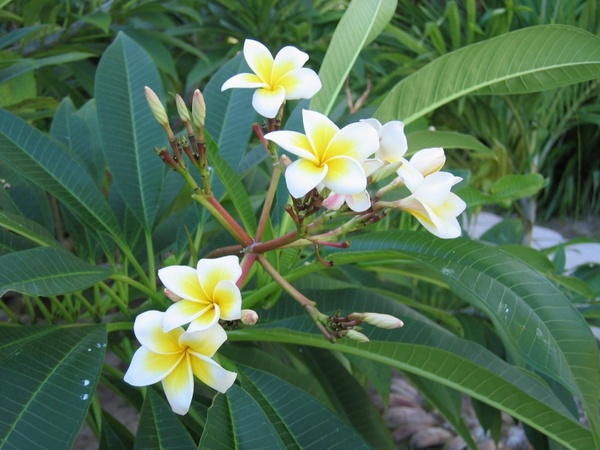 frangipani flowers plant