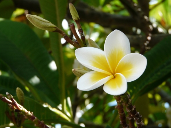 frangipani mauritius plumeria