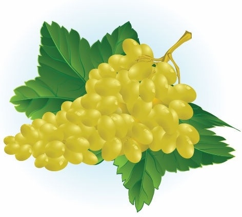 Free Grape Vector Illustration
