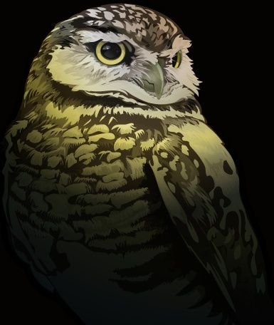 
								Free Vector Owl							