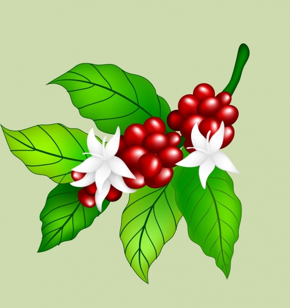fresh coffee beans flowers icon colorful shiny design