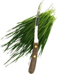 Fresh cut wheatgrass