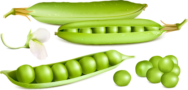 fresh peas vector graphics 