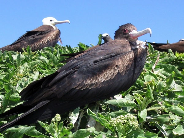 frigate bird birds hawaii