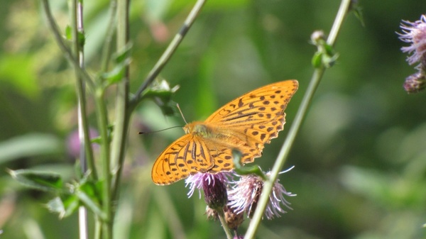 fritillary butterfly insect