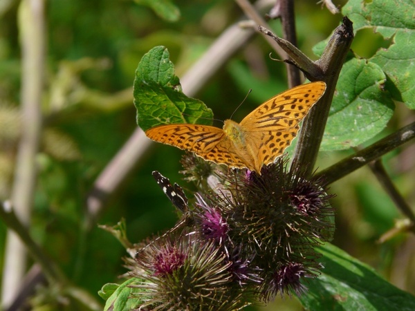 fritillary butterfly nature