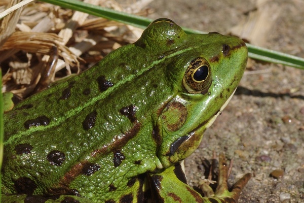 frog frog pond amphibian