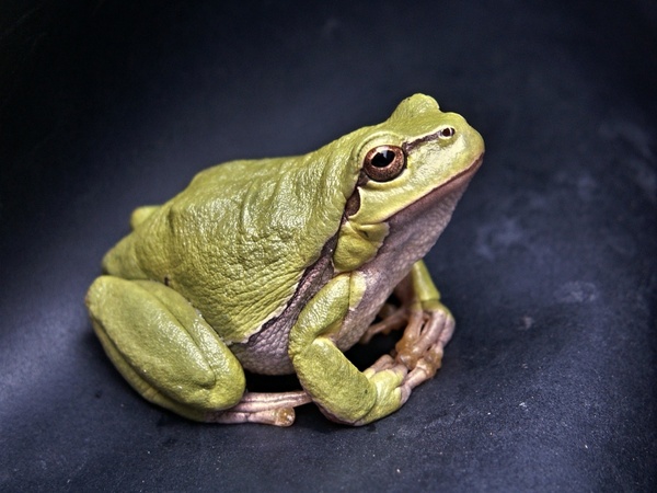 frog macro amphibian