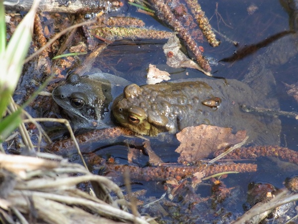 frog toad amphibians
