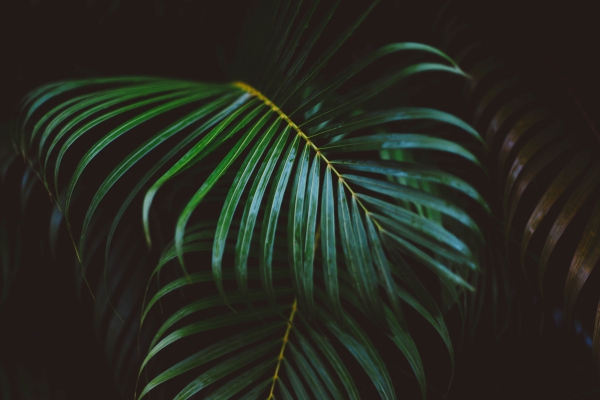 Coconut tree images free download photos free download