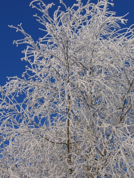 frost birch ripe