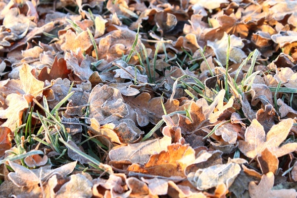 frost leaves autumn