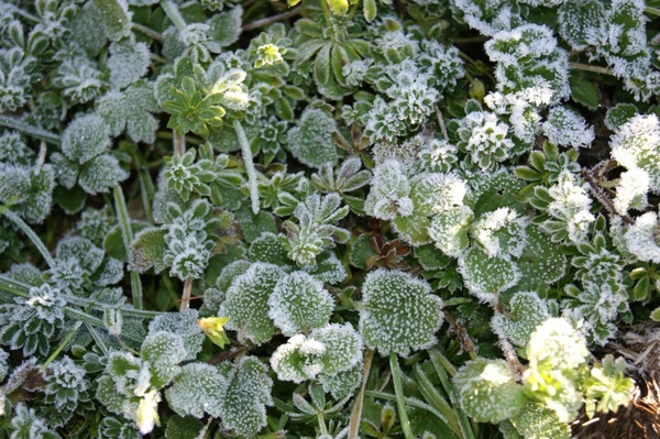 frost ripe plant