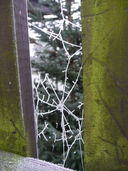 frosted spiderweb