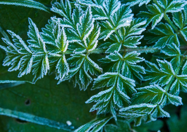 frosty green