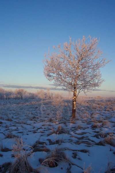 frosty landscape tree