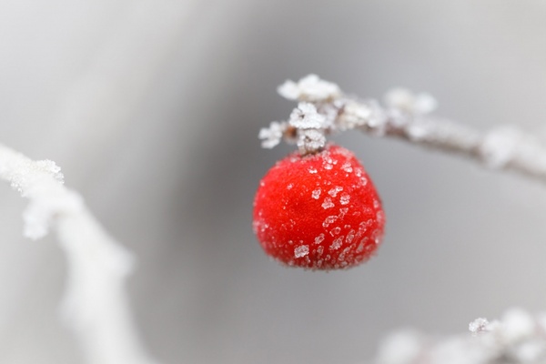 frosty red berry