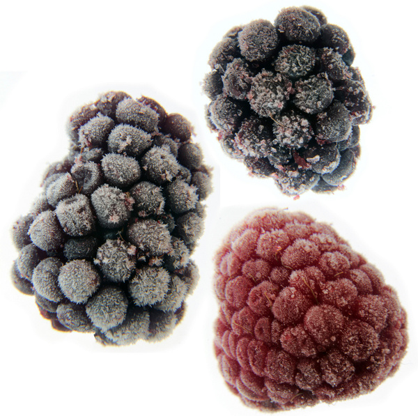 frozen berries 