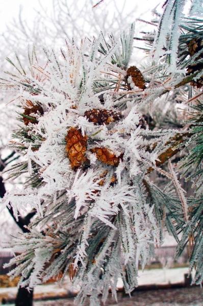 frozen branch in winter
