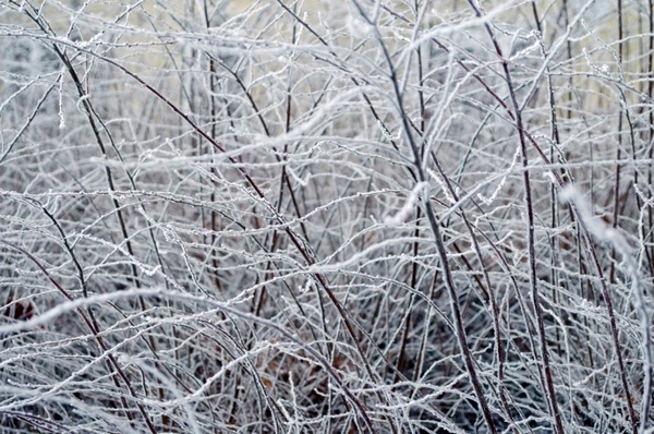 frozen branch in winter