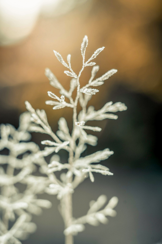 frozen tree picture blurred closeup 