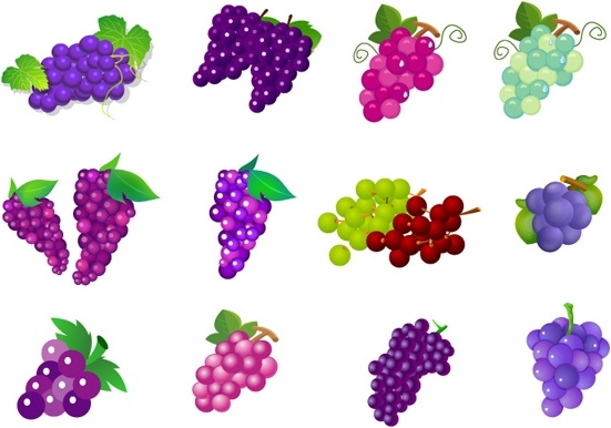 fruit of grapes vector
