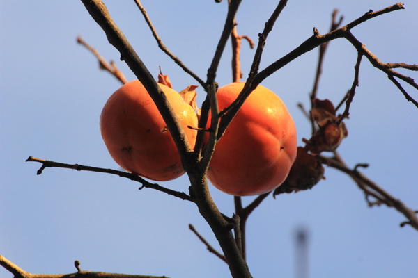 fruits oranges