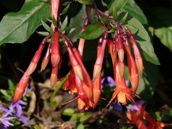 fuchsia flowers red