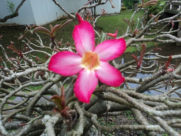 fuchsia pink flower 2